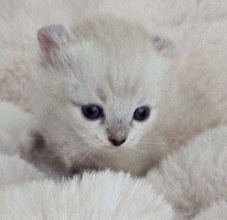Portrait de la chatonne Highland Lynx aux yeux bleus