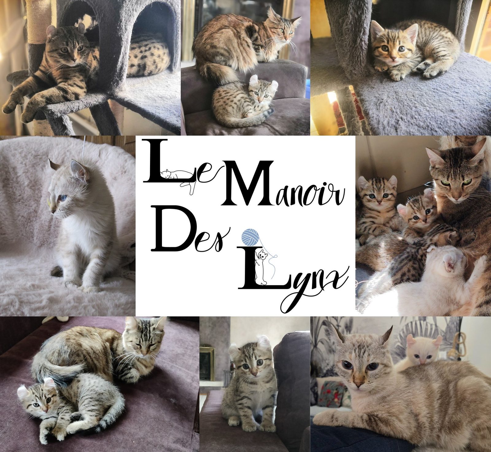 Le Manoir des Lynx — nos chats et chatons Highlander
